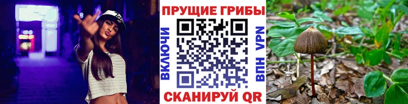Псилоцибиновые грибы GOLDEN TEACHER  где продают наркотики  Губкинский 