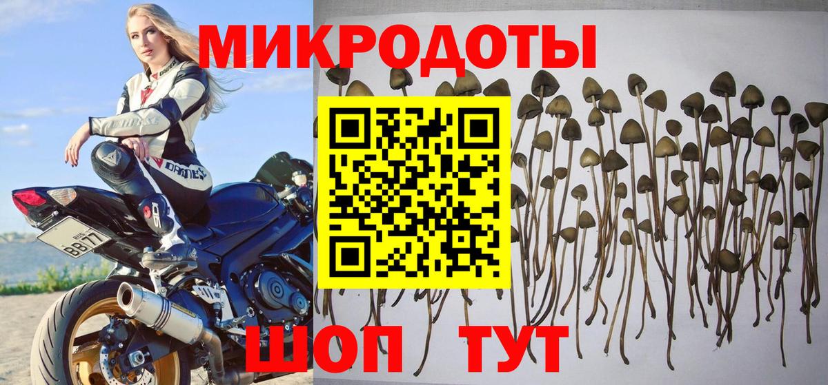 Псилоцибиновые грибы Psilocybe Губкинский